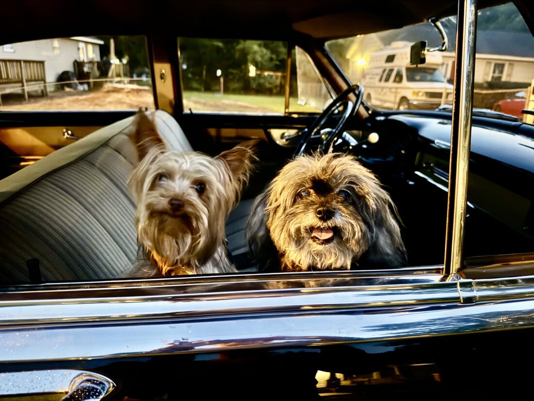 Baxter and Madison, Yorkie and Shih Poo