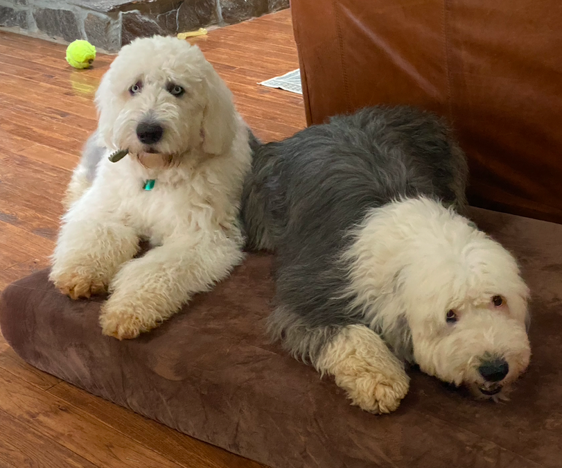 Daisy and Stanley, Old English Sheepdog