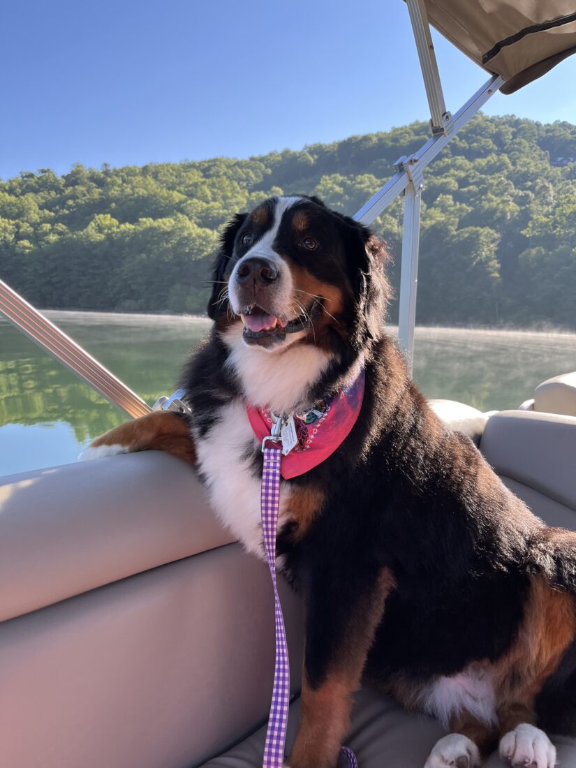 Elsa, Bernese Mountain Dog