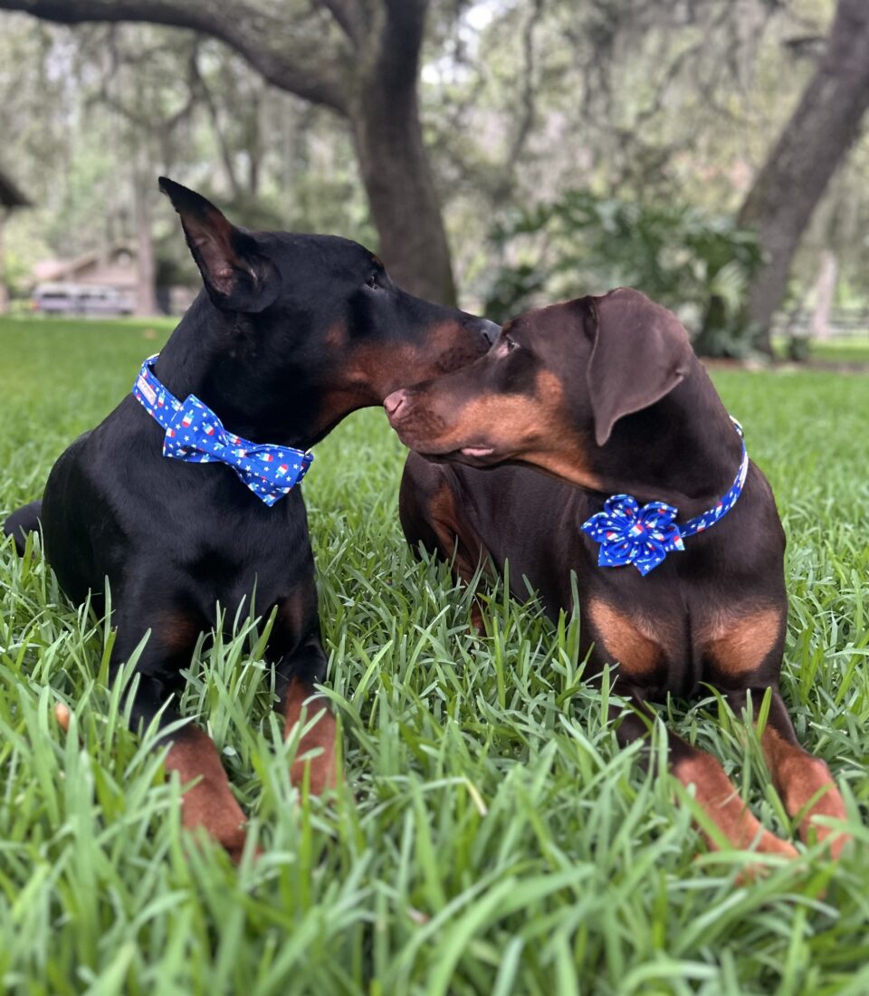 Ranger and Tilley, Doberman