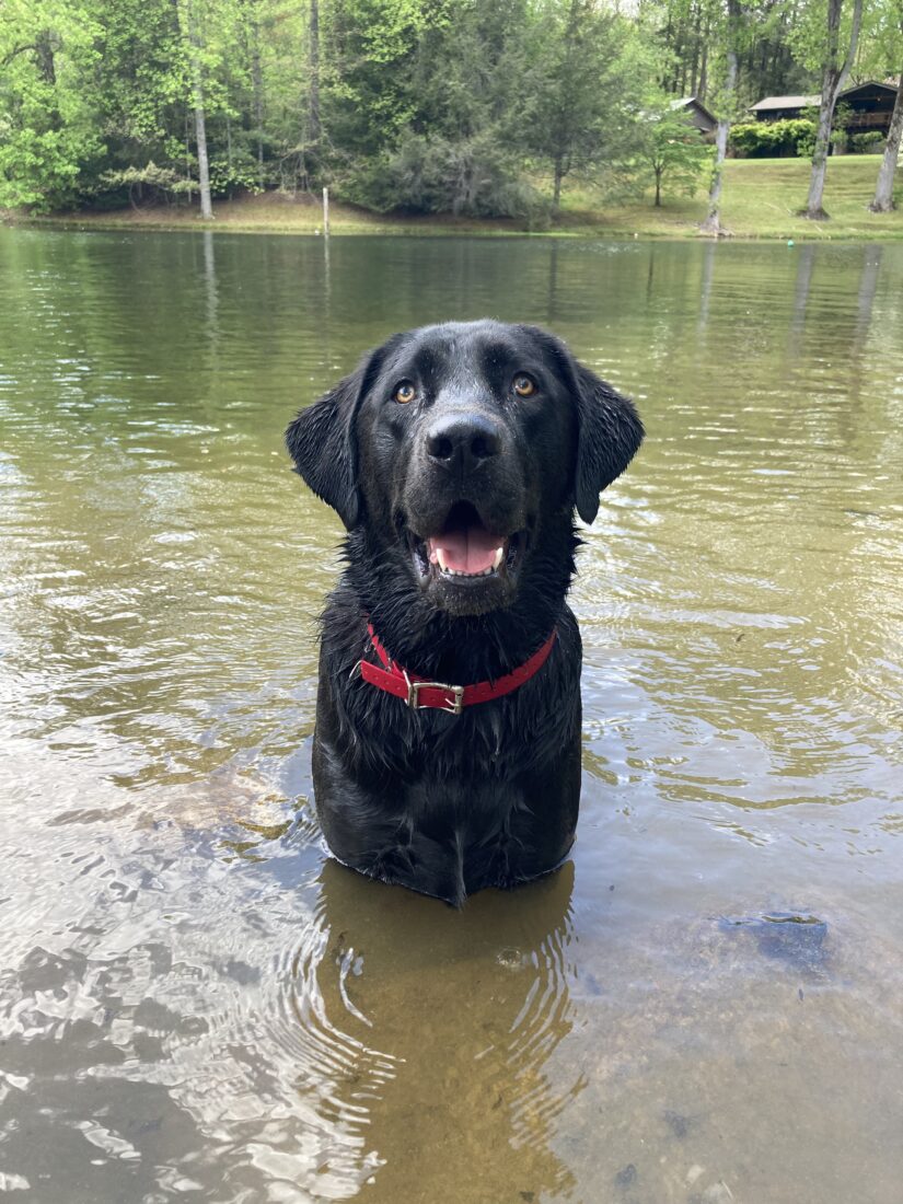 Ralph Bagwell, Labrador Retriever