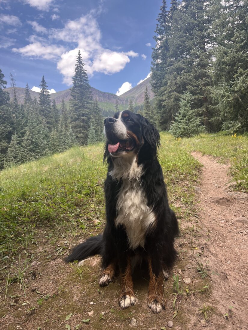 Gracie, Bernese mountain dog