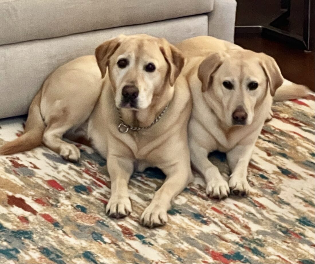 Luna and Mogley, Yellow labradors