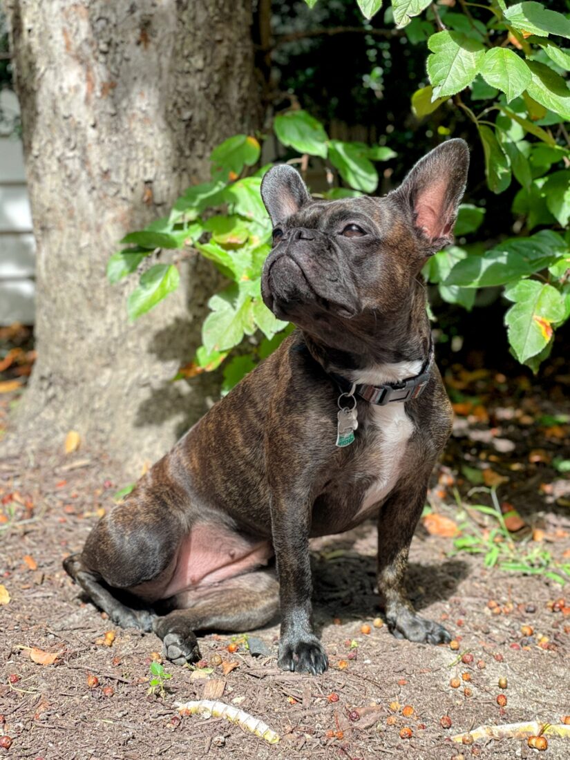 Scout, French Bulldog / Boston Terrier