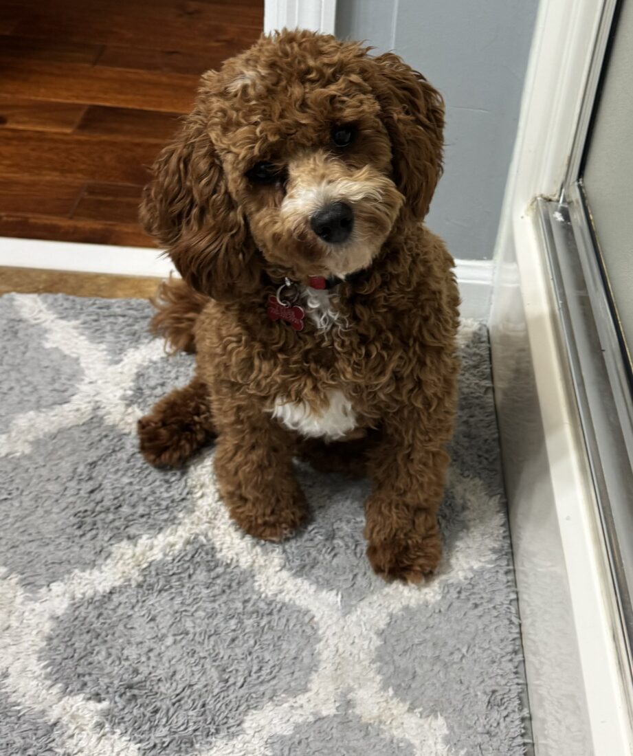 Tyler, Cavapoo