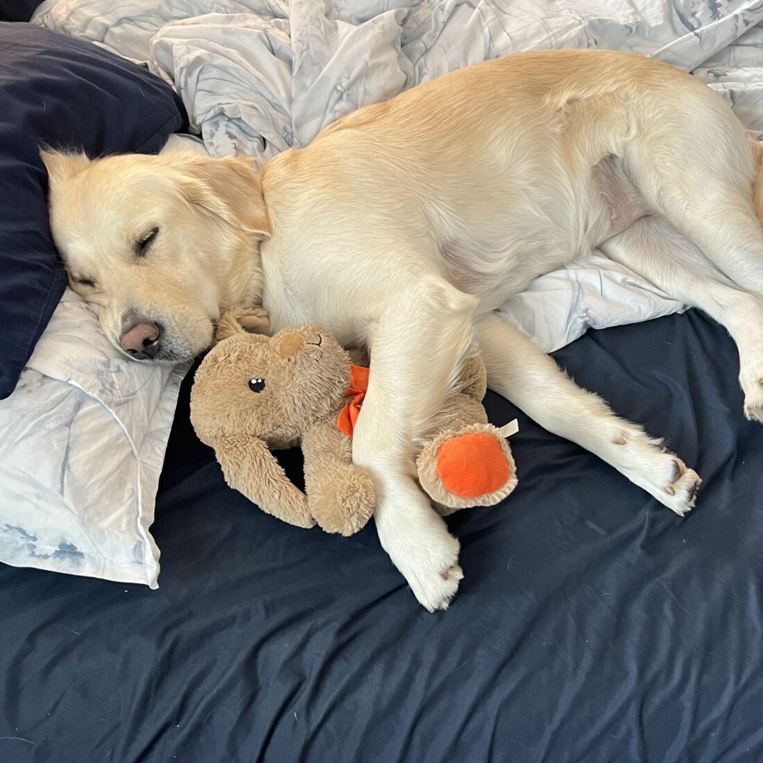 Dixie, English cream retriever