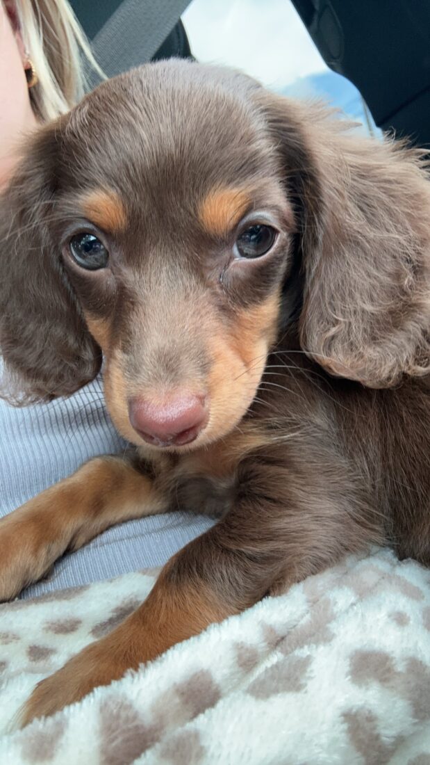 Daisy, Miniature long haired dachshund