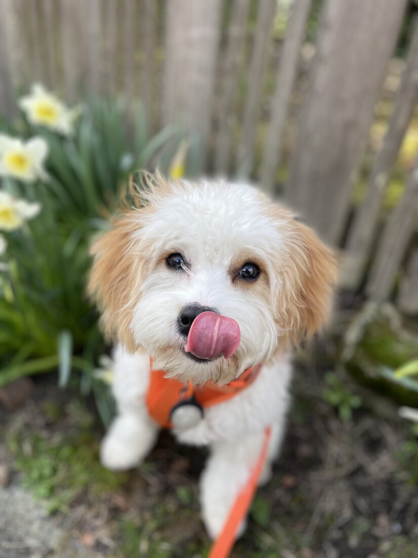 Forrest Gump, Cavachon