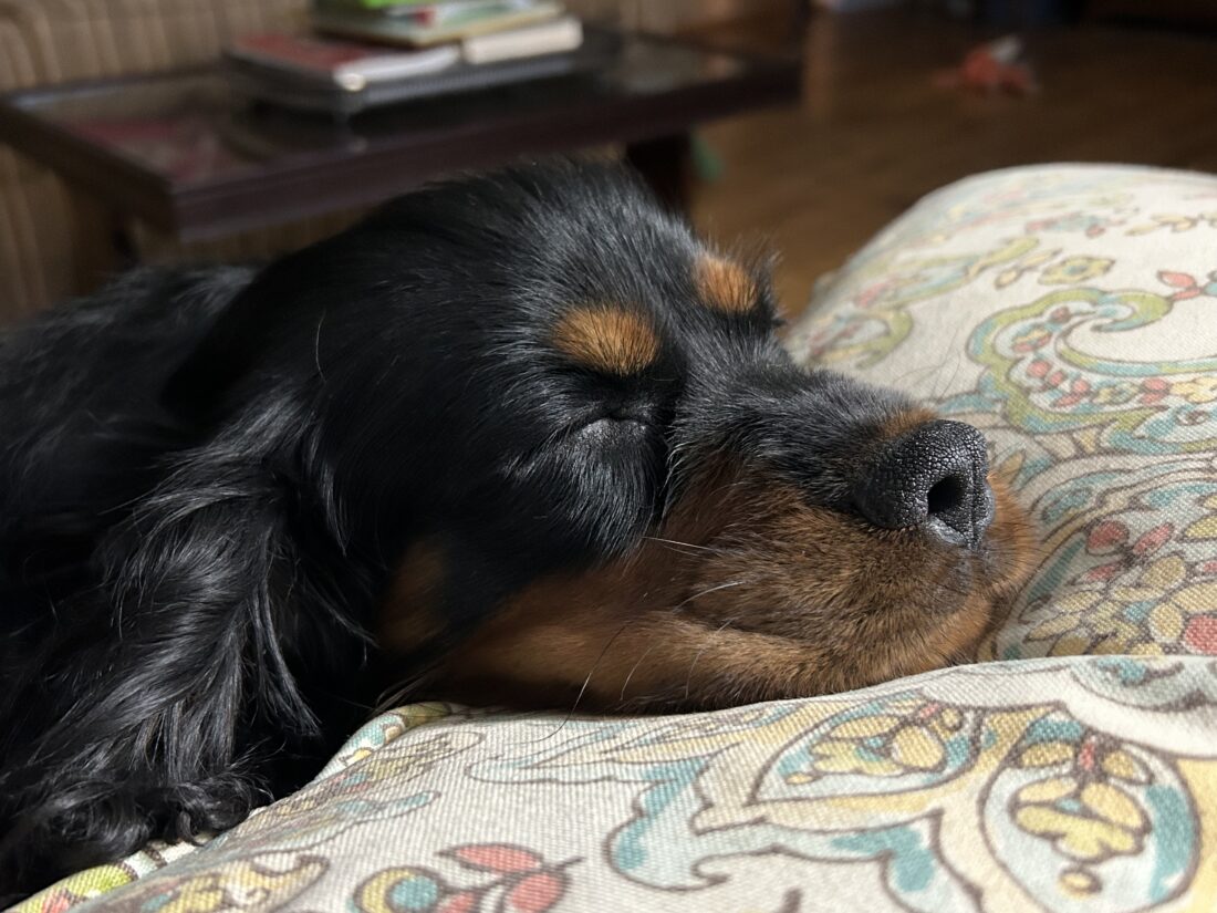 Stella, Cavalier King Charles Spaniel