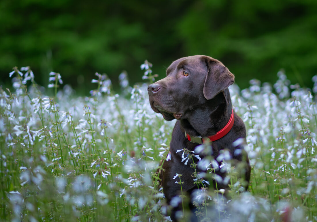 Eli, Chocolate Labrador Retriever