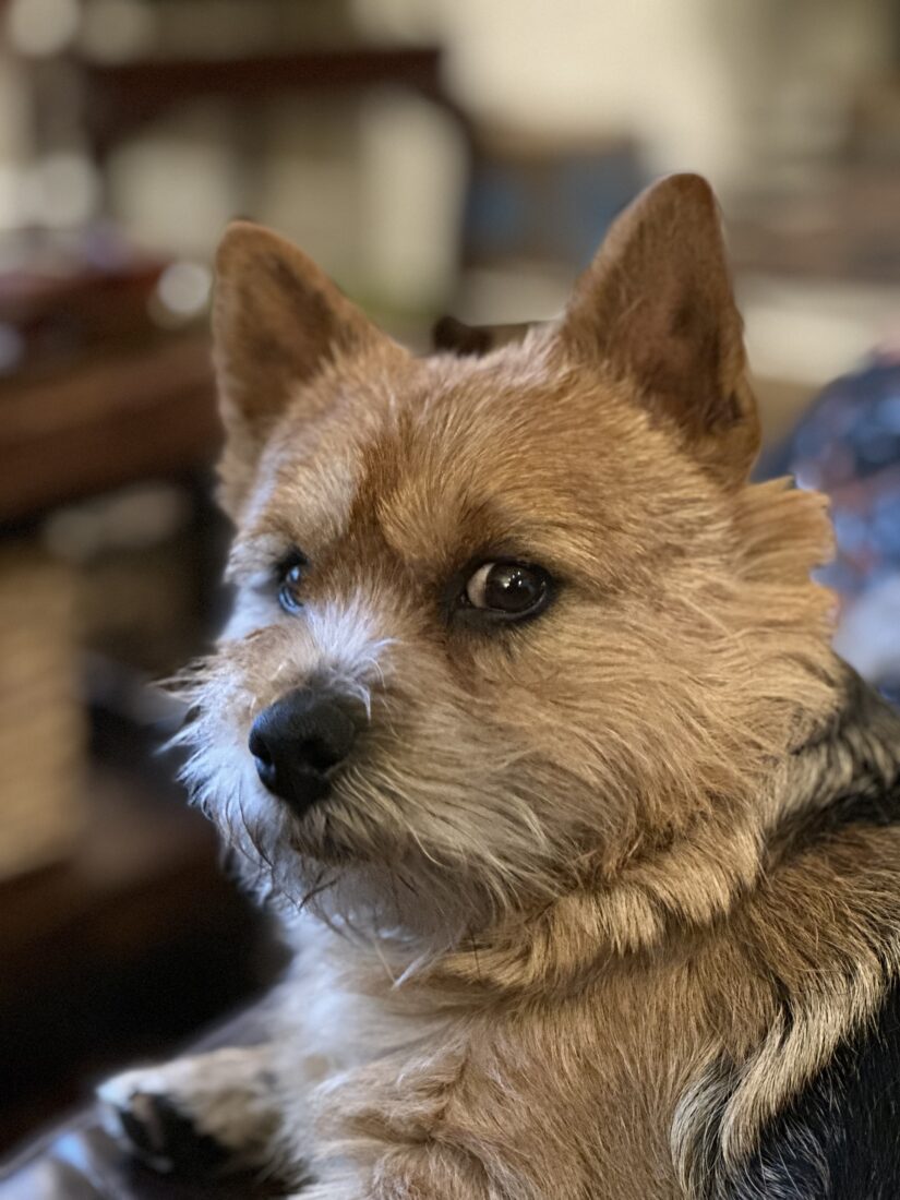 Primo, Norwich Terrier