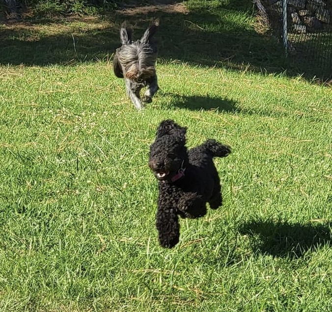 Noni, Toy Poodle
