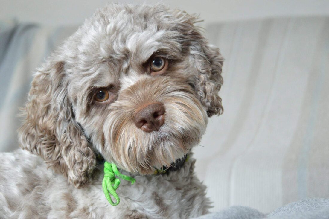 Gatsby, Cockapoo