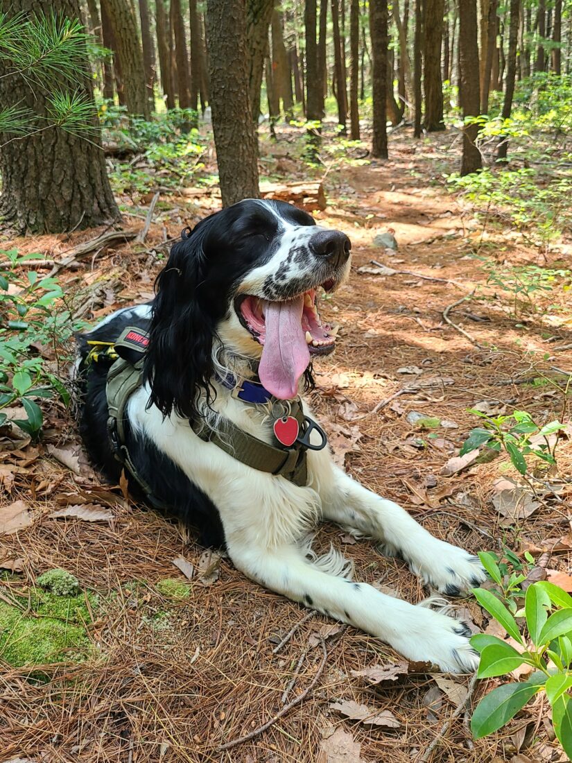 Orrie, English Springer Spaniel