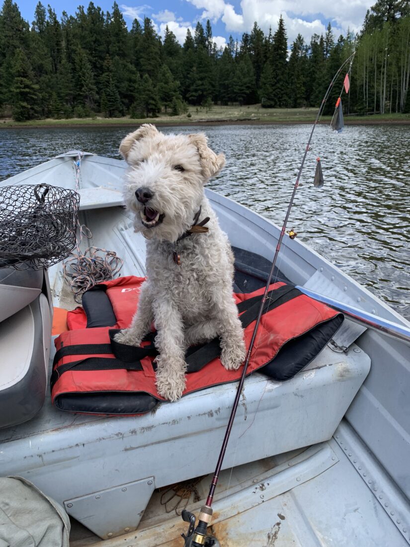 Kirby, Wired Hair Fox Terrier