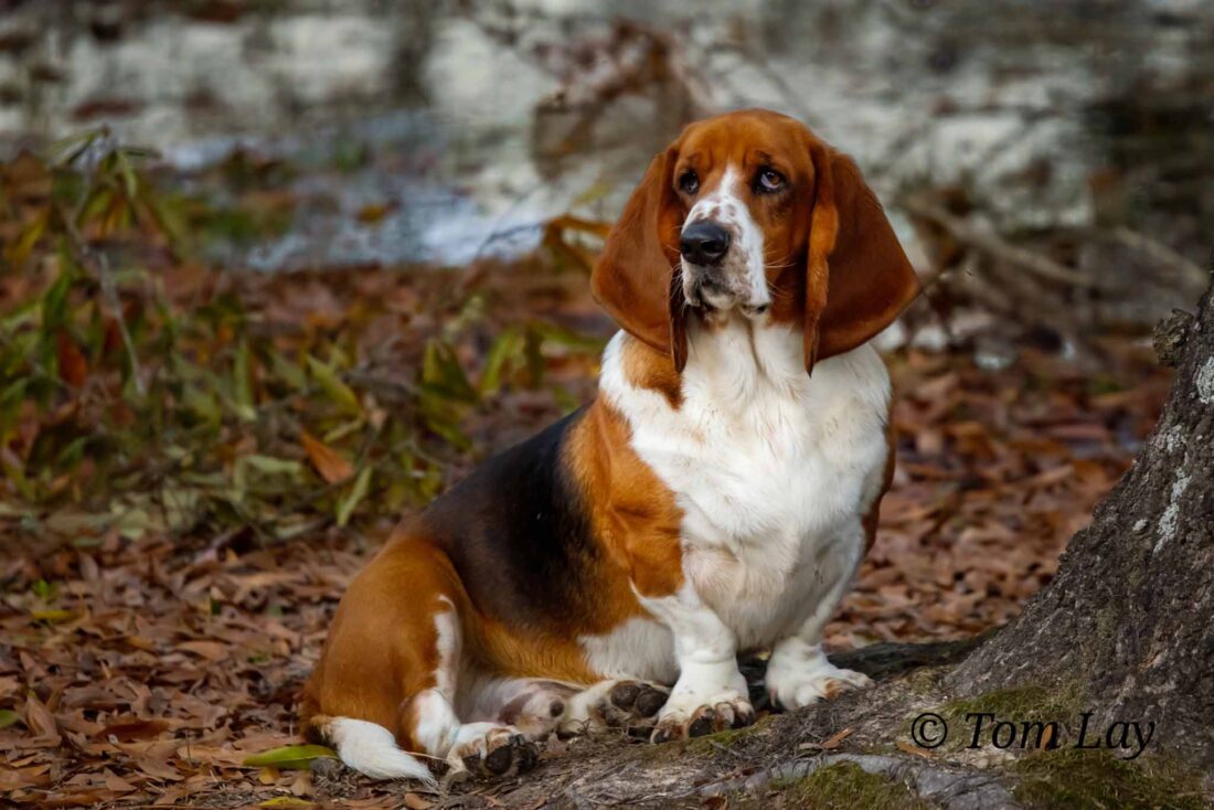 Waldo, Basset hound