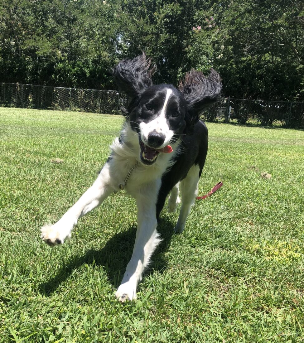 Gus, English Springer Spaniel