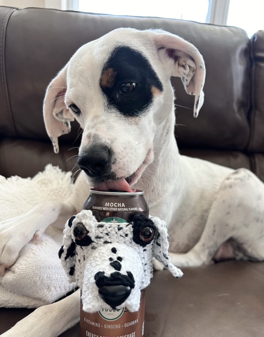 Dolly, Bluetick Coonhound/Blue Heeler/Mountain Cur/Beagle