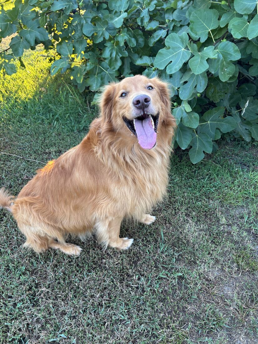 Wrigley, Golden retriever