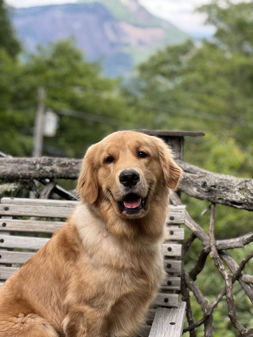 Weller, Golden Retriever