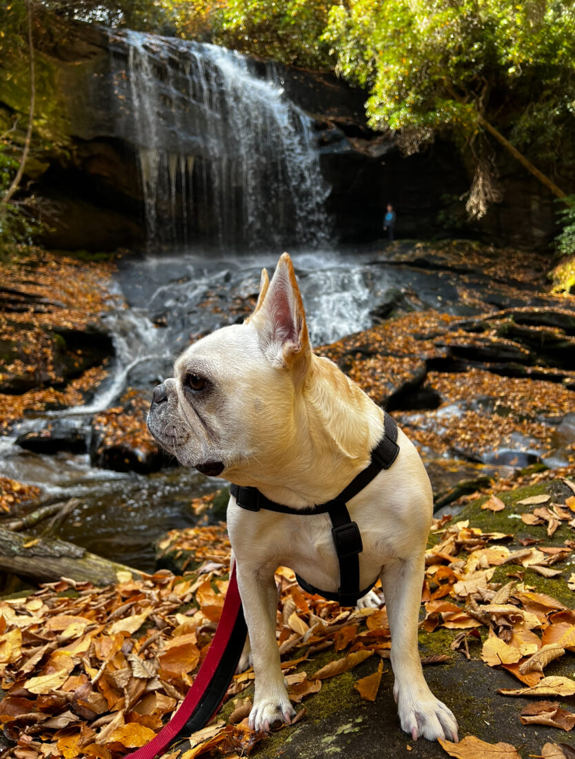 Oscar, French Bulldog