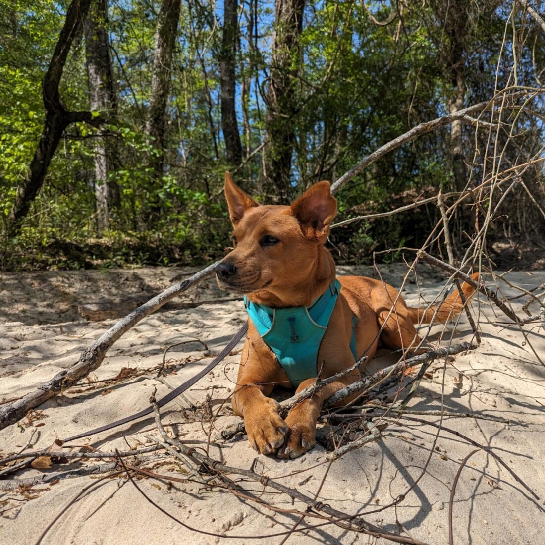 Wally, American Dingo