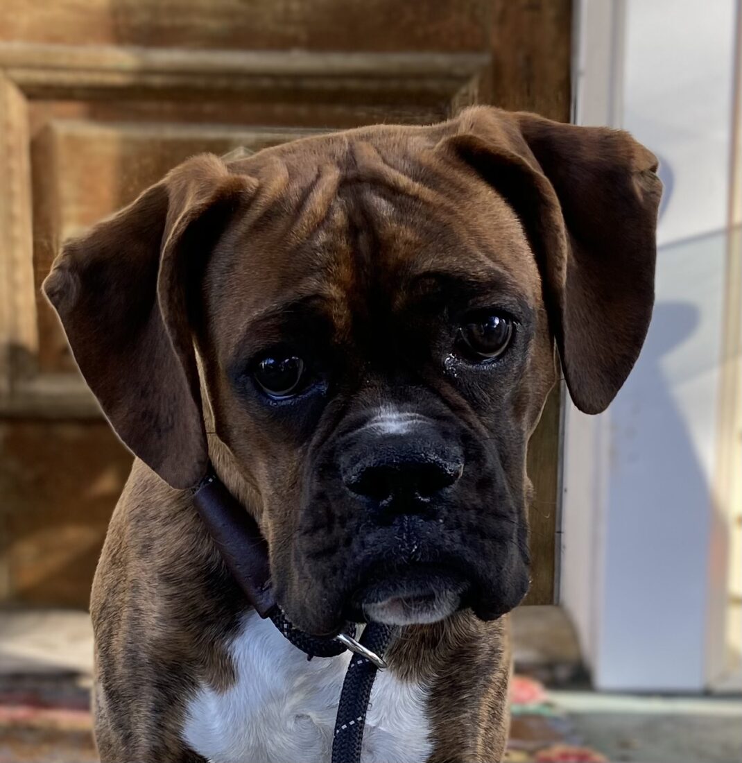 Nico, Boxer