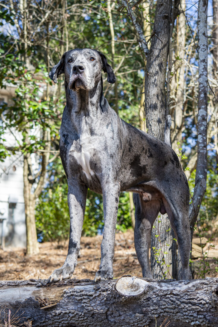 Thor, Great Dane