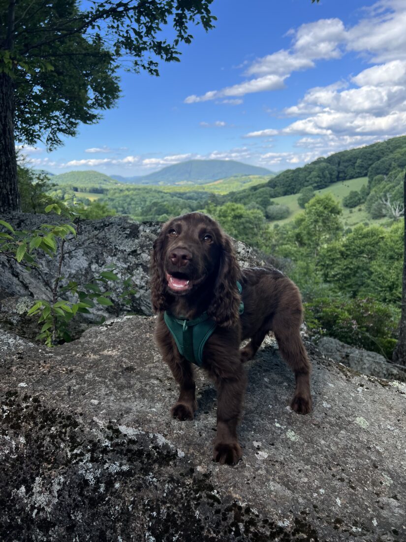 Otis, English Cocker Spaniel