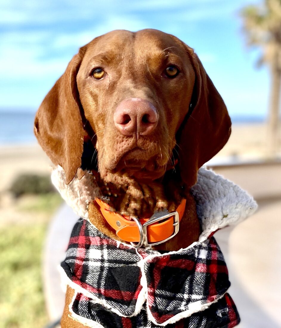 Valhala Vizslas Western Winston, Vizsla