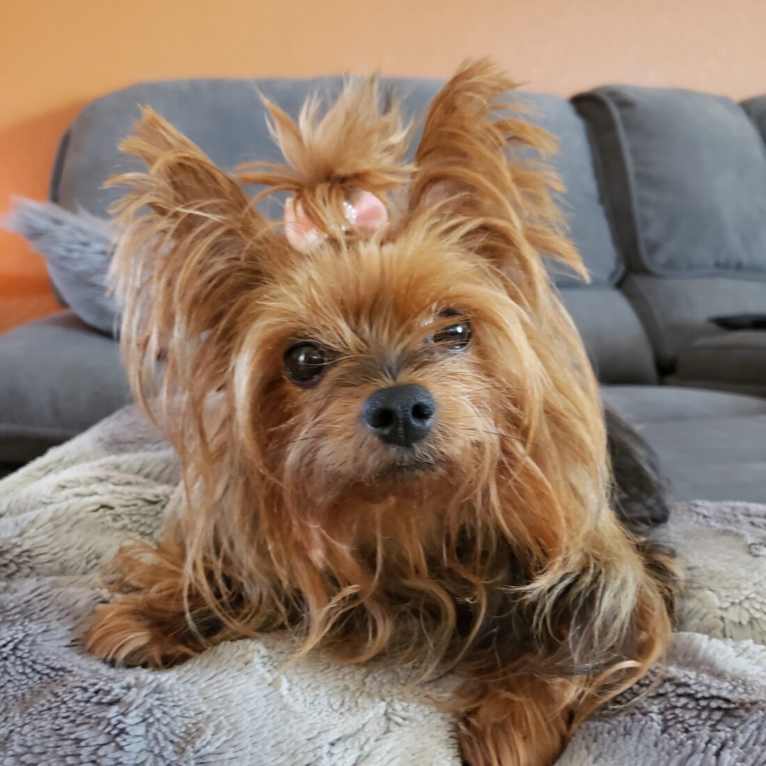 Sahara Briana gray, Yorkie