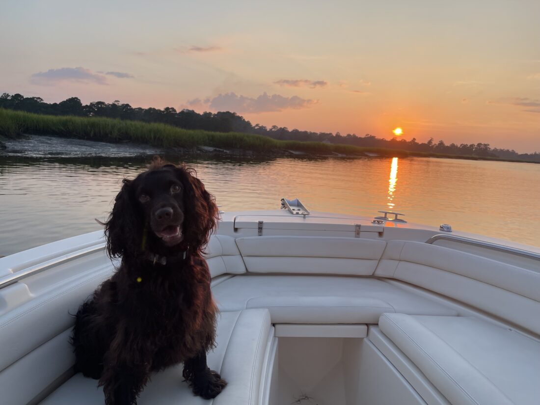 Camp, Boykin Spaniel