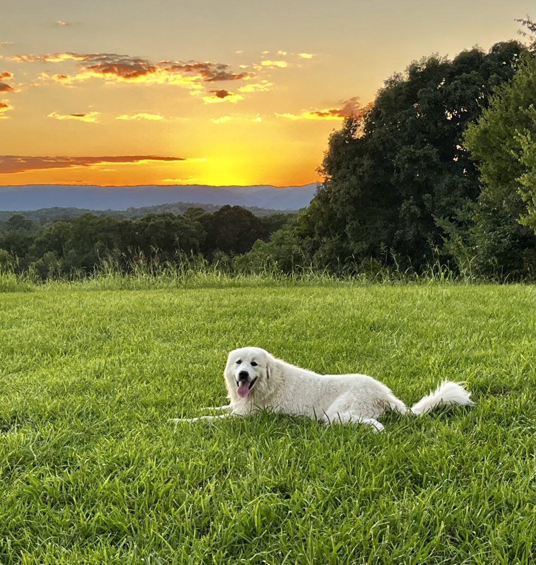 Sugar, Great Pyrenees