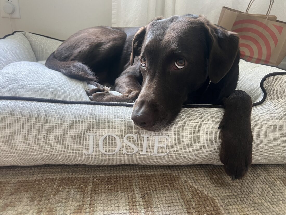 Josie, Chocolate Labrador Retriever