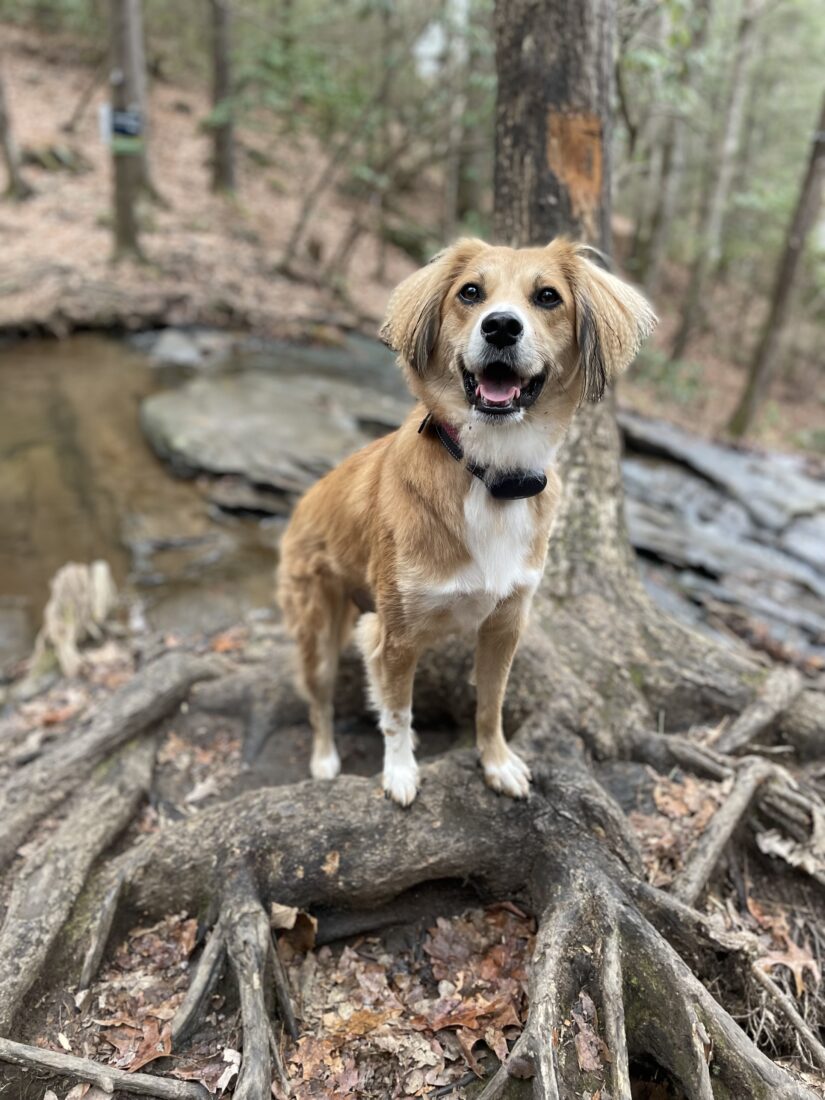 Lucy rose, Golden retriever/ausie