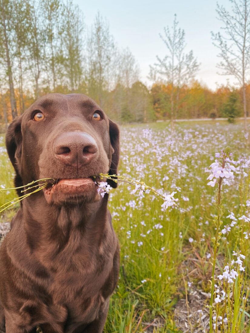 Gentry, Labrador Retriever