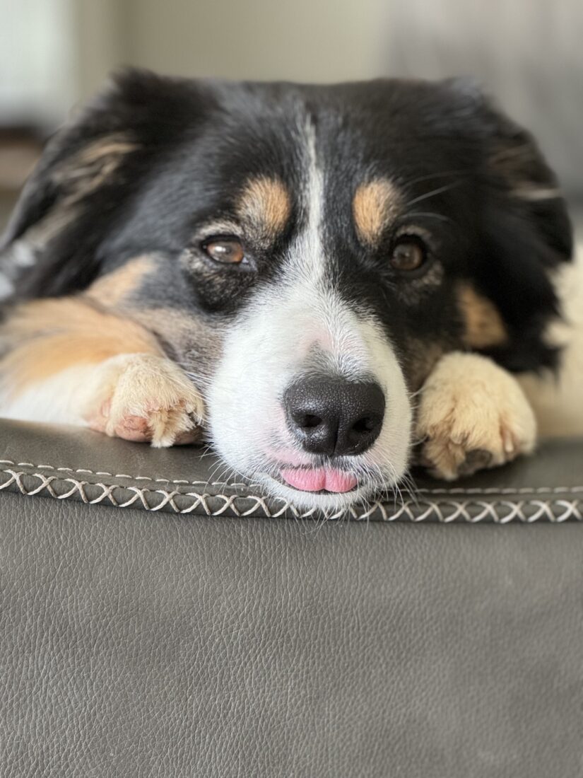 Grace, Border Collie