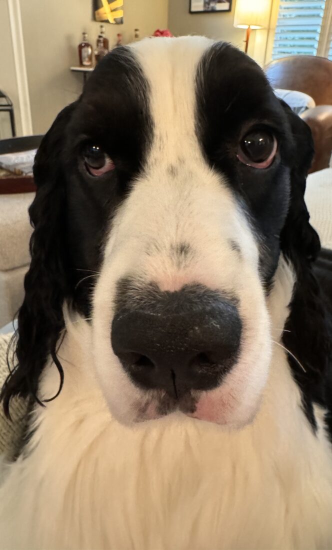 Freddie, English springer spaniel