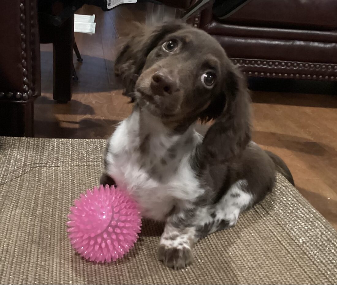 Jake, Mini Dachshund