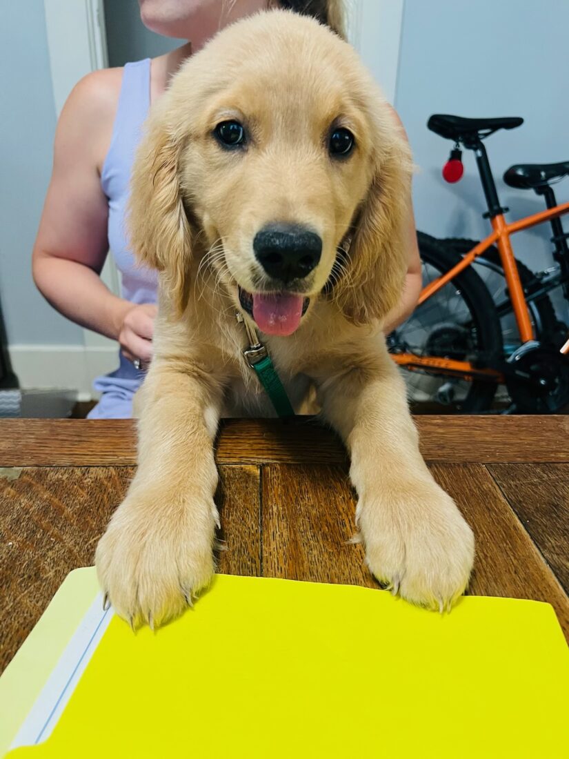 Goose, Golden Retriever