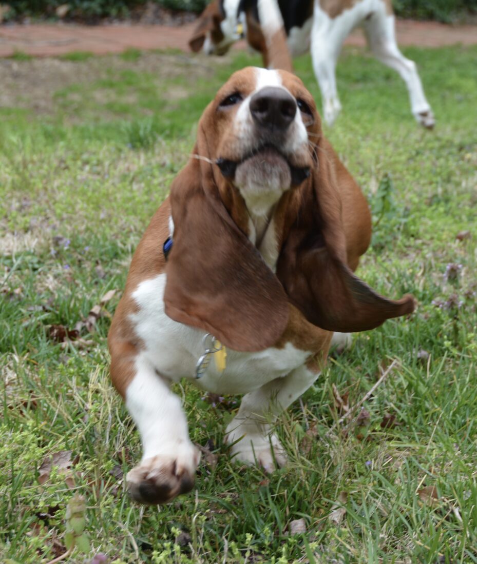 Parker Blue, Basset Hound