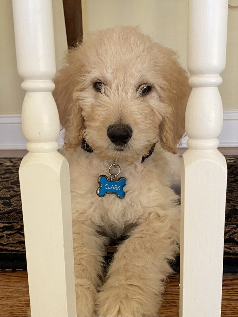 Clark, Golden Doodle