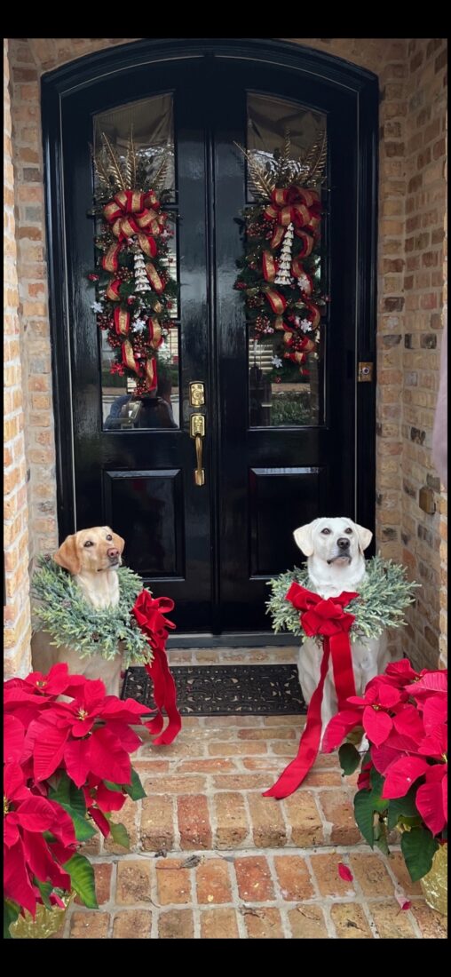Bo and Izzy, Labradors