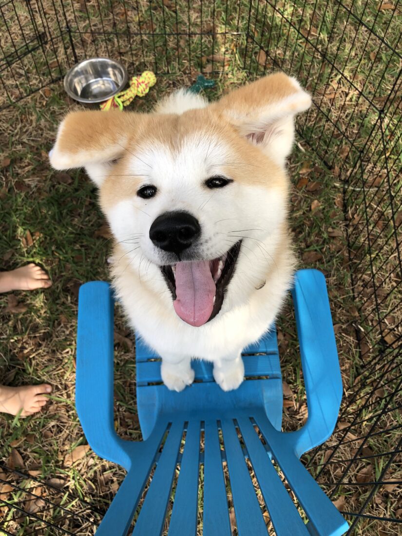 Pepper, Akita
