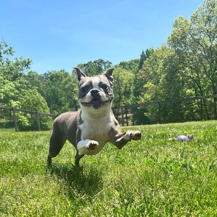 Pearl, Boston Terrier