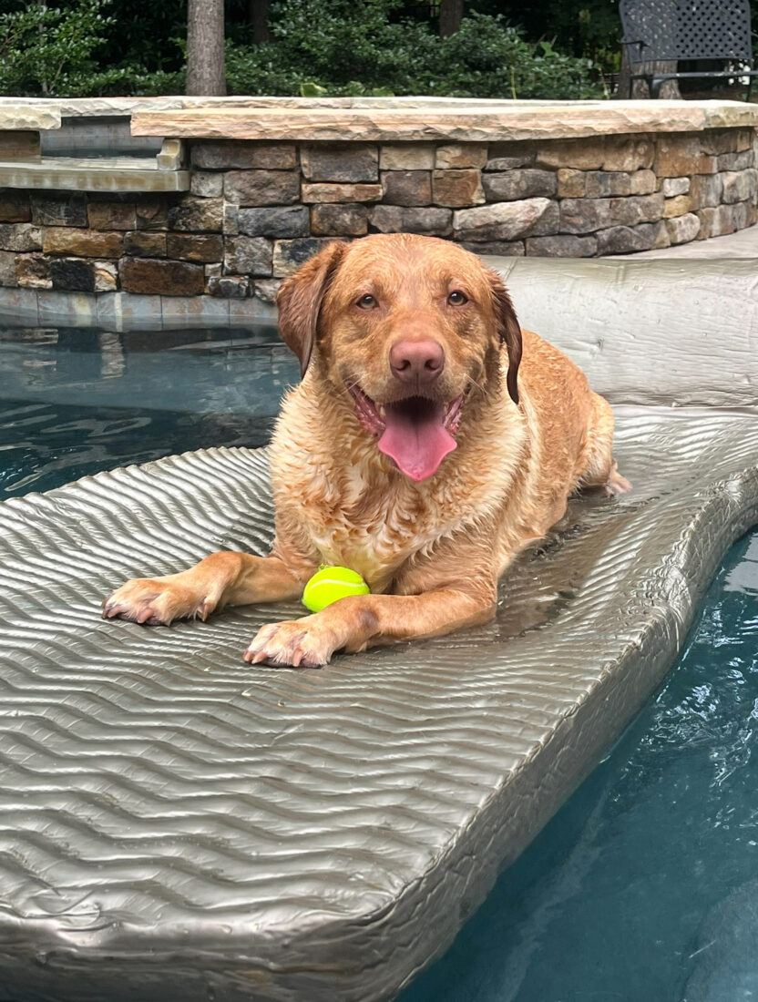 Cooper Rutherford, Labrador retriever