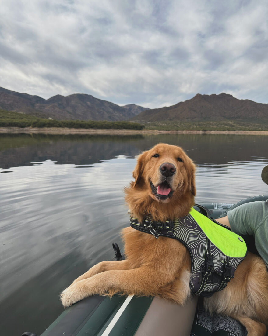 Caine, Golden retrievers