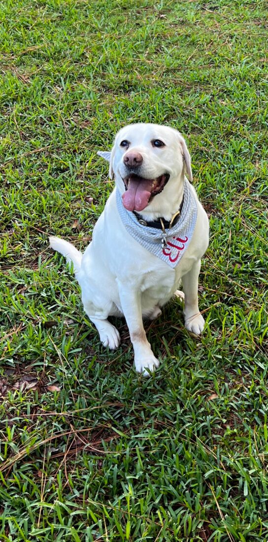 Eli, Labrador Retriever