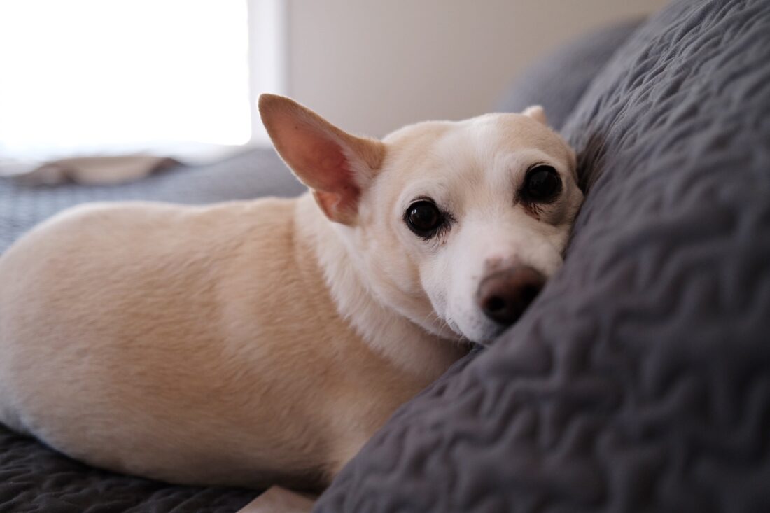 Bean, Rat Terrier