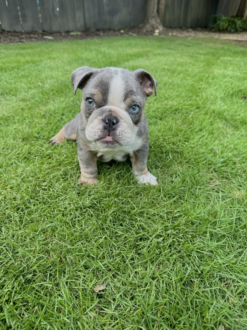 Estella, English Bulldog